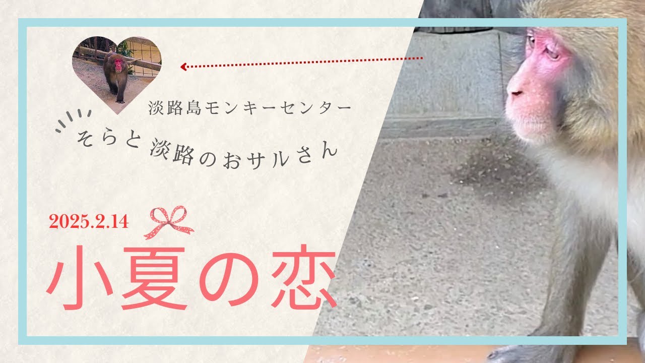 ちょっと切ない♡小夏の恋 2025.2.14 ♡淡路島モンキーセンター