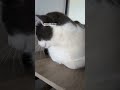 #cat #funny #memes #prt