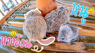 หนูหางอ้วน Fat Tail Gerbil