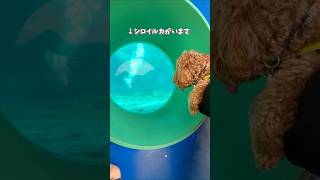 シロイルカに会いました#cockapoo #shorts