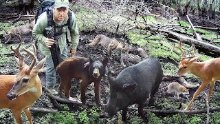 Tim Harrell - Swamp Trail Camera Pickup