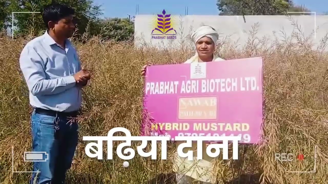 नवाब 90V02 सरसों के बीज - प्रभात सीड्स