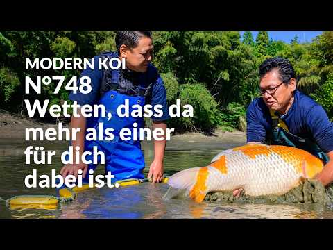 Alle Koi aus Auktion 748 im Detail erklärt | Konishi Koi News