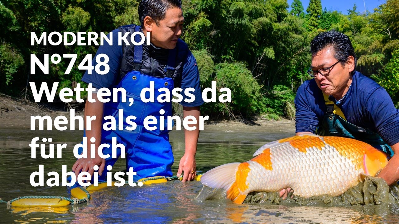 Alle Koi aus Auktion 748 im Detail erklärt | Konishi Koi News
