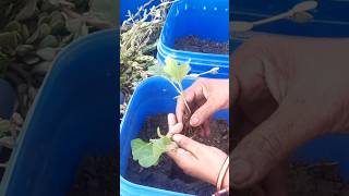 🍆🪴बैगन की पौधारोपण🥰 #gardening #organic #vegetables #nature #ytshorts