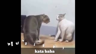 Video kocak versi kata baba