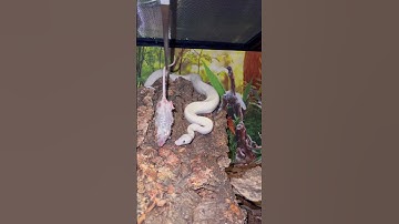 ⚠️⚠️ BEL Hypo Ball Python⚠️⚠️                         #shortsvideo #shorts