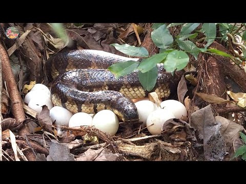Wow Water Snake Near River We Meet Snake With Some Eggs And Cooking Eggs For Survival Food