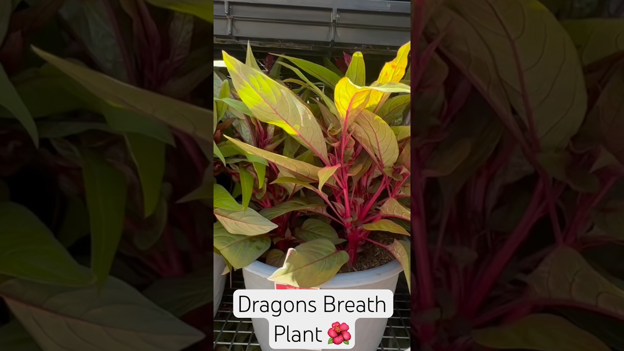 Walmart Garden Center 