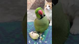 When your Parrot invites Cats for breakfast... 😂 #Mithu #ParrotLife #FunnyPets #PetVlog #CuteAnimals