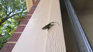 Lizards fight for territory!.Graphic must see!..National Geographic style!.