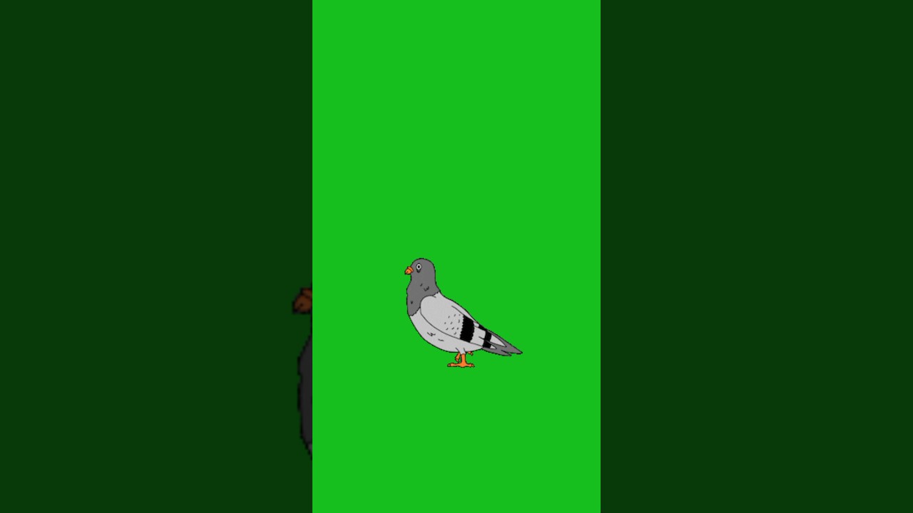 Green Screen Pigeon Walking Animation - Perfect for Video Effects 