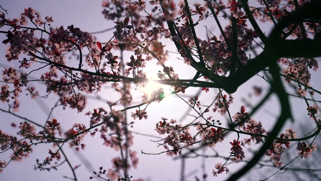 Autunno  - Vincenzo Cardarelli