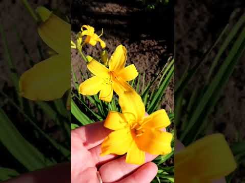 Ліілійник Мідендорфа ранній весняний видовий жовтий / ВКС (саджанець на 3 ростові бруньки), видео 1
