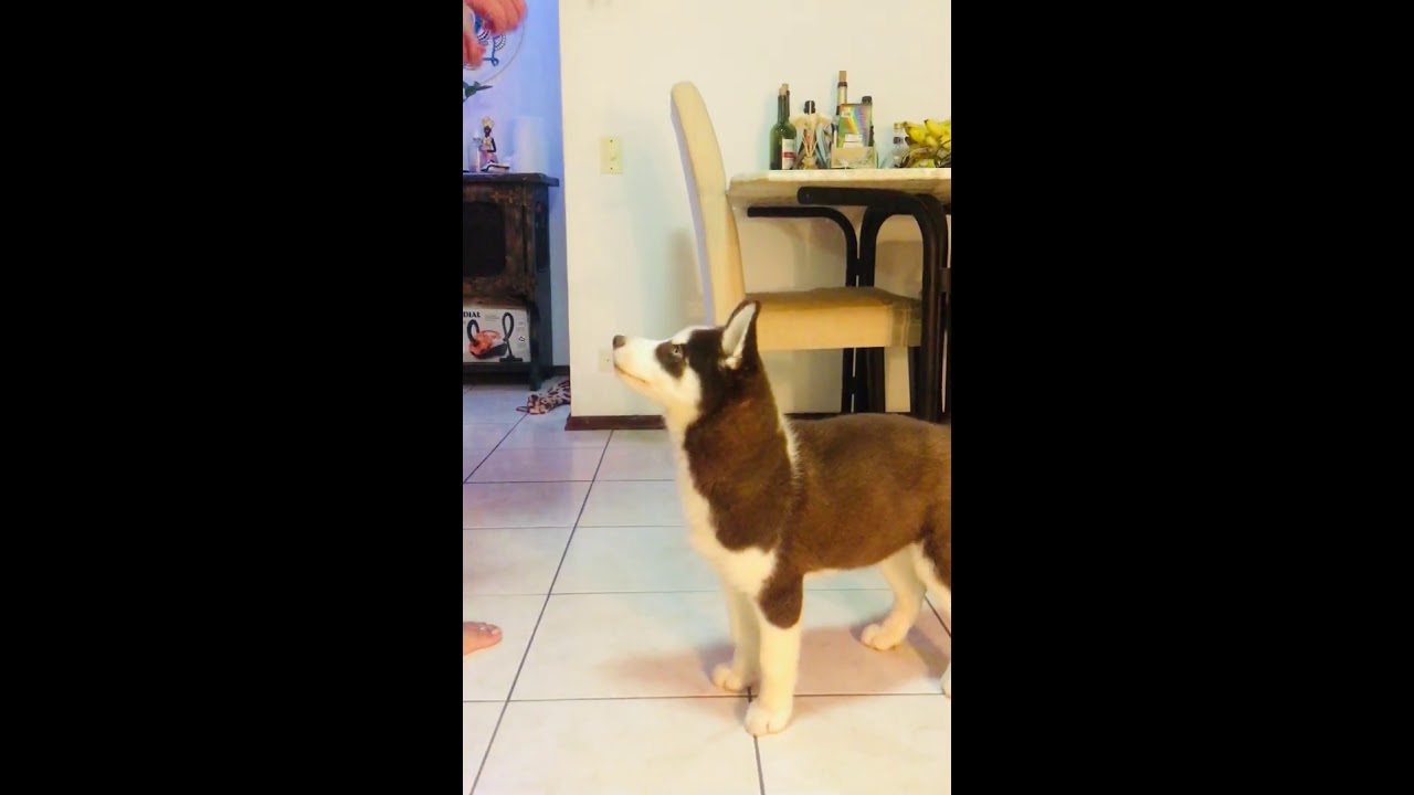 My  husky Siberian:  completed 70 days  ( Puppy Marrom)