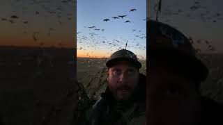 Snow Geese Hunting - Western Trophy Outfitters