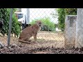 Barking dogs corner mountain lion in backyard near Mentone