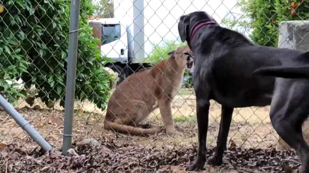 Barking dogs corner mountain lion in backyard near Mentone YouTube