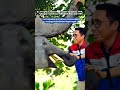 Gajah di alam terlindungi dengan baik oleh phr mendapat penghargaan grend world environment