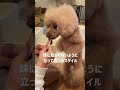 我慢できずに立っちゃうトイプードル #トイプードル #dog