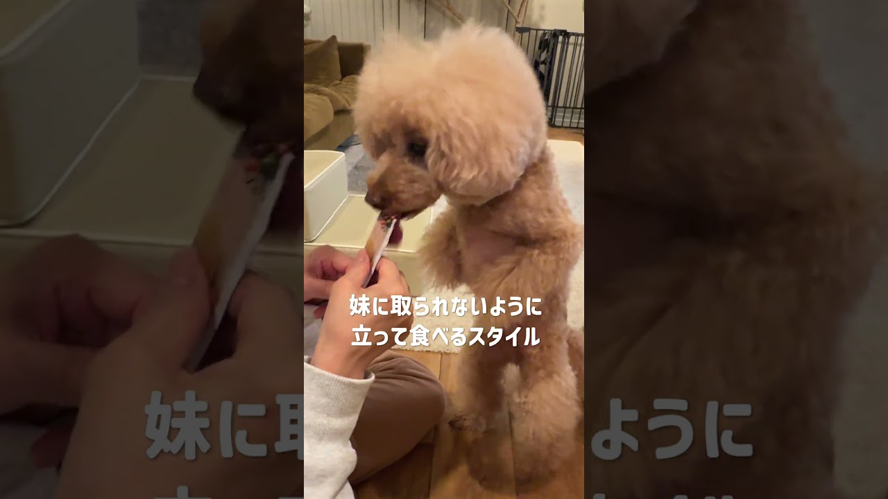 我慢できずに立っちゃうトイプードル #トイプードル #dog