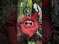 Laufen Sie, wenn Sie diese Blume sehen 😨 Rafflesia