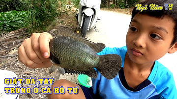 Câu Cá Rô Trúng Ổ Cá Rô Tơ Giật Không Kịp Thở/Fishing/NGÃ NĂM TV