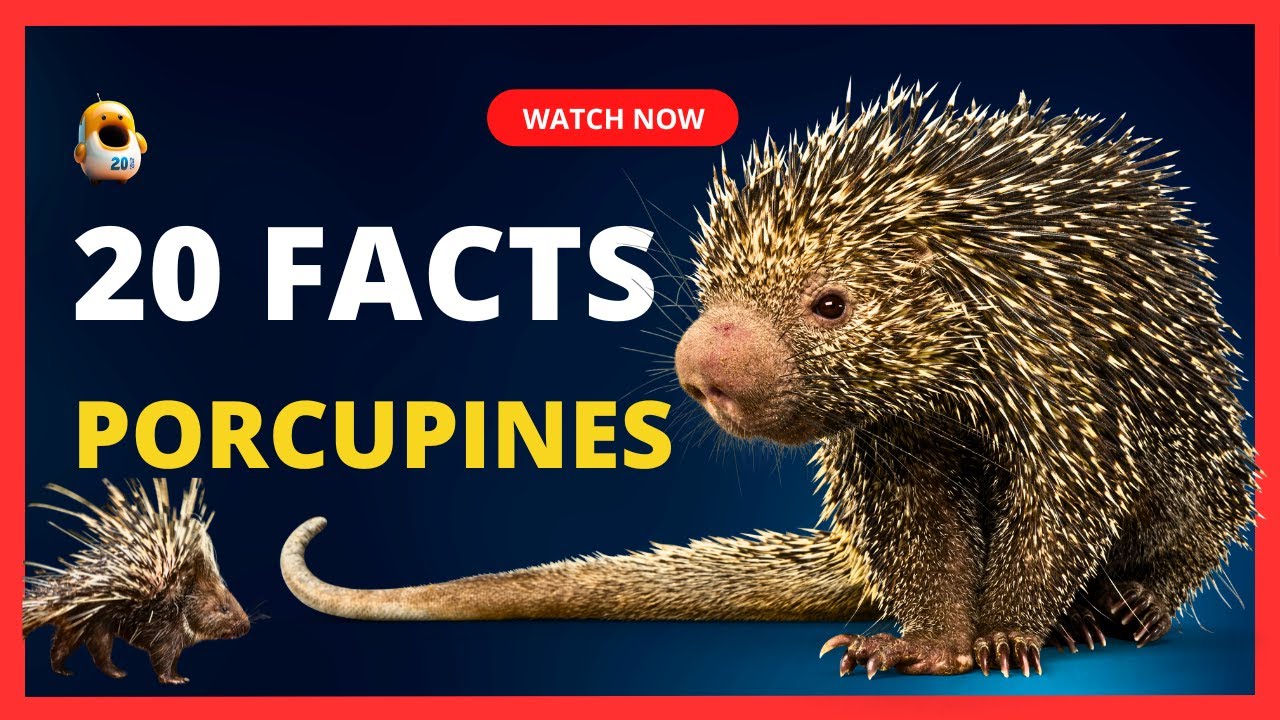 Nature's Pincushions: Porcupine Facts from Quills to Quirks