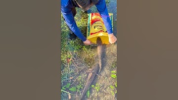 Cá Lớn - bắt Cá Lóc Khủng bằng bao dễ dàng 😱 #khacthuyvlogg