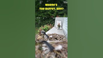 31  Hidden Camera He Came for Seeds… Found a Nest and Regret #birds #funny