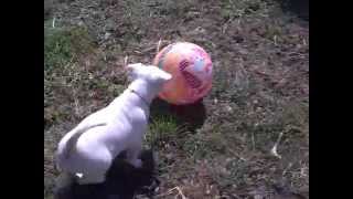 Bull Terrier 2 Luni Raisa 1