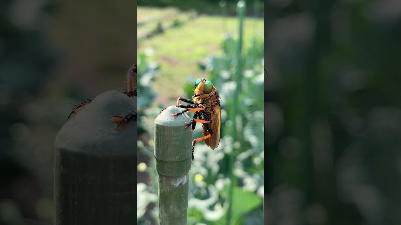 ちょんってすなよ！アオメアブ