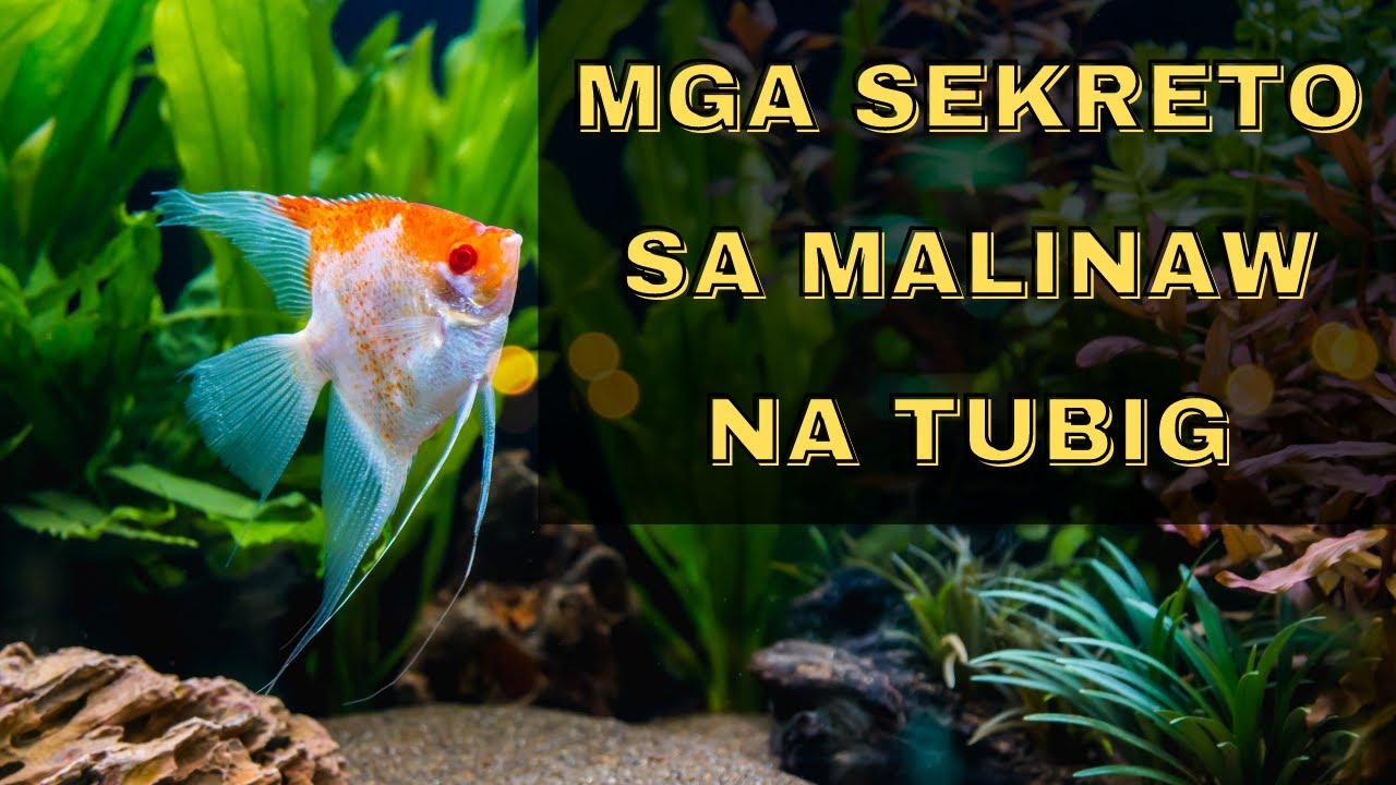 Bakit Malabo ang Tubig sa Aquarium? | 10 Dahilan at Mga Solusyon | Katropapets