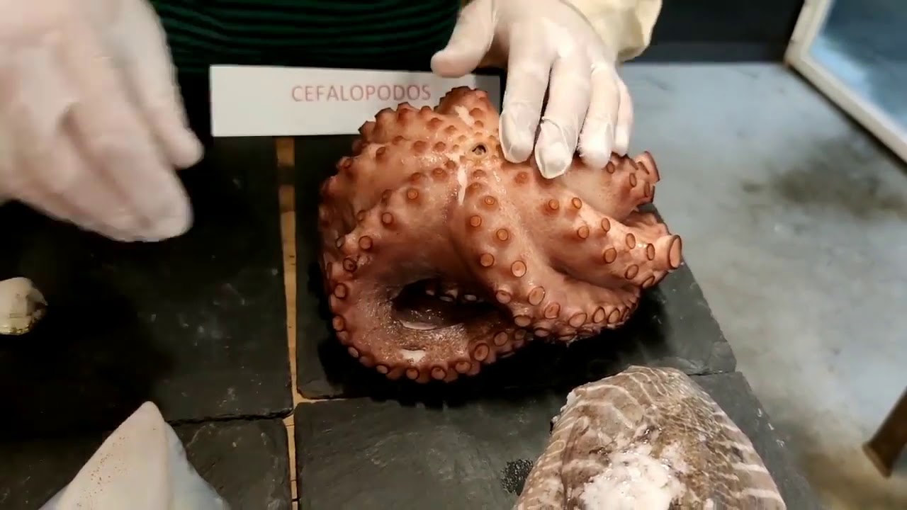 Curso de Pescados y mariscos. Primera parte.