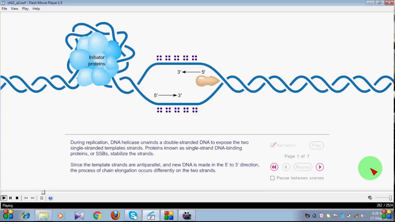 ANIMATION OF DNA REPLICATION PROCESS REPRESENTED BY KOUSHIK EDUCATOR ...