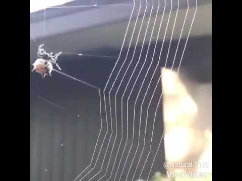 Creators Creations Natural TNS 