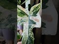 The Hidden Damage of Inconsistent Watering 🌱 #aroids #rareplants