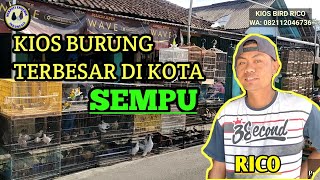 Kios burung termurah!! dan terbesar di kota Sempu Banyuwangi II Rico Bird