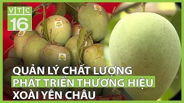 Quản lý chất lượng và phát triển thương hiệu xoài Yên Châu | VTC16
