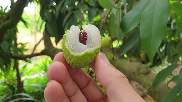 Vải U Hồng Lục Ngạn Đã Đỏ Mép, Trắng Quả Chuẩn Bị Thu Hoạch Đến Nơi Rồi I Nui Doi Luc Ngan 98