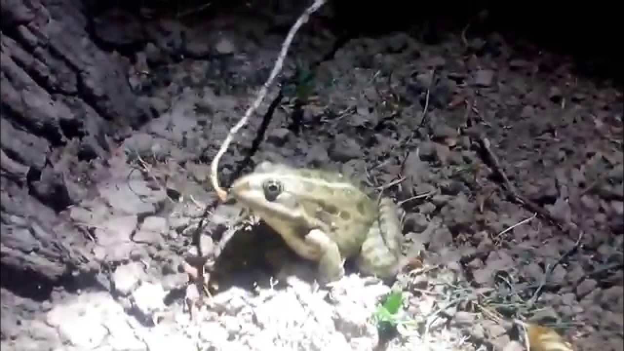 как кормить лягушек /How to feed frogs/ Comment nourrir des grenouilles