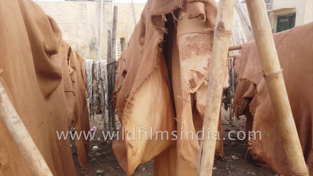 Leather tanning in North India - YouTube