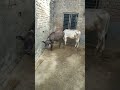 Bhart Desh hai mara