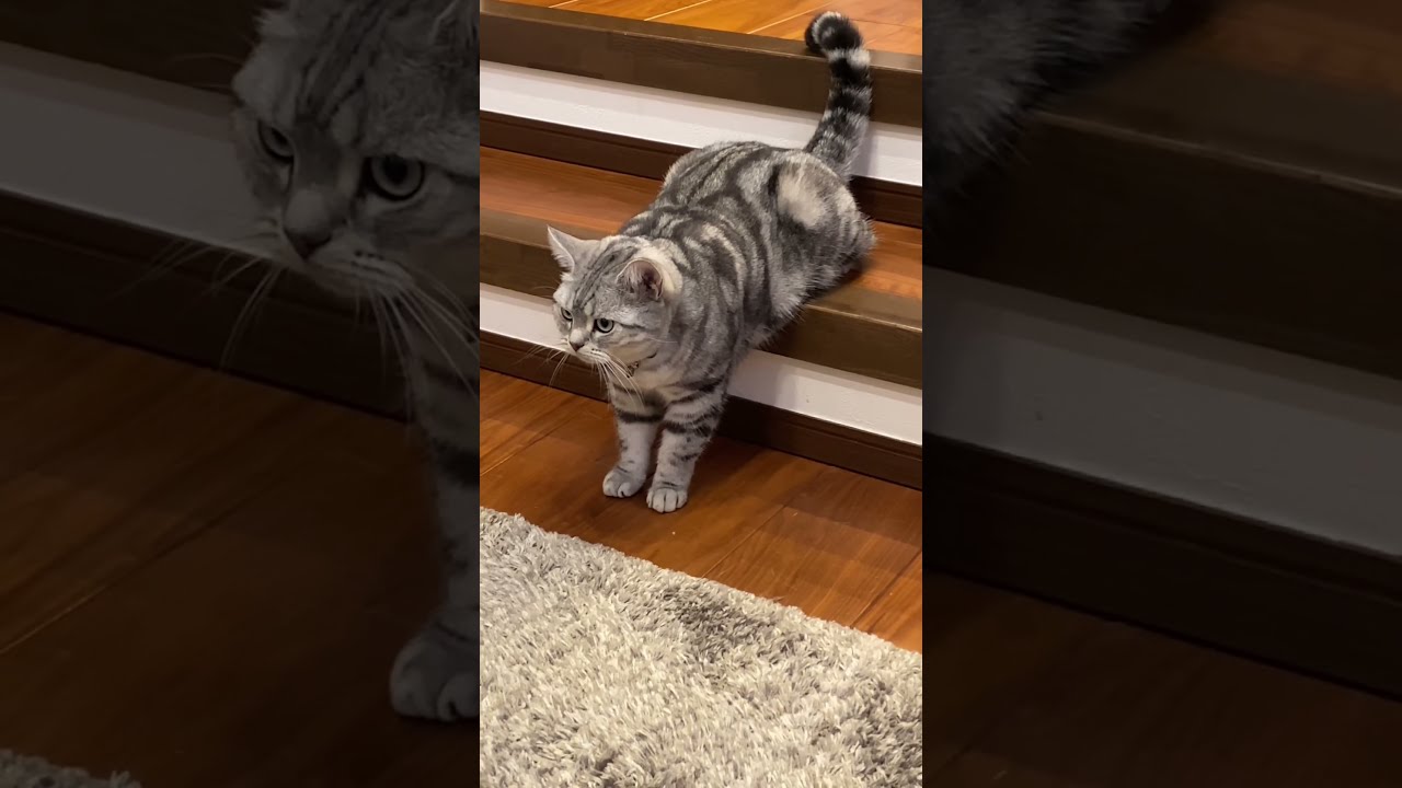 はみ出る猫ちゃん#cat#cute#アメショ - YouTube