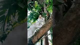 #cat #solovssquadhighkill #hiphopbeats #funny #noloveandmobilegaming