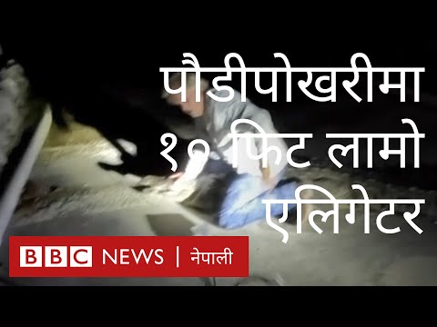 जब पौडीपोखरीमा १० फिट लामो एलिगेटर देखा पर्‍यो...- बीबीसी न्यूज नेपाली