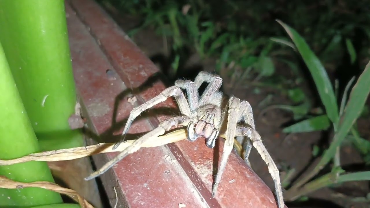 The Colombian banana spider is very poisonous