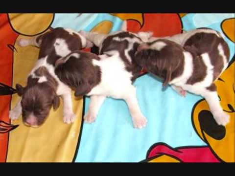 Bebes Springer Anglais Tous Marron Et Blanc Youtube
