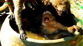 Wow Fat Monkey Sweetpea Swims Full In Jar, Sweetpea Angry Jack Want Him Out From Jar