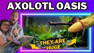 Creating an AXOLOTL aquascape for our FOUR underwater salamanders